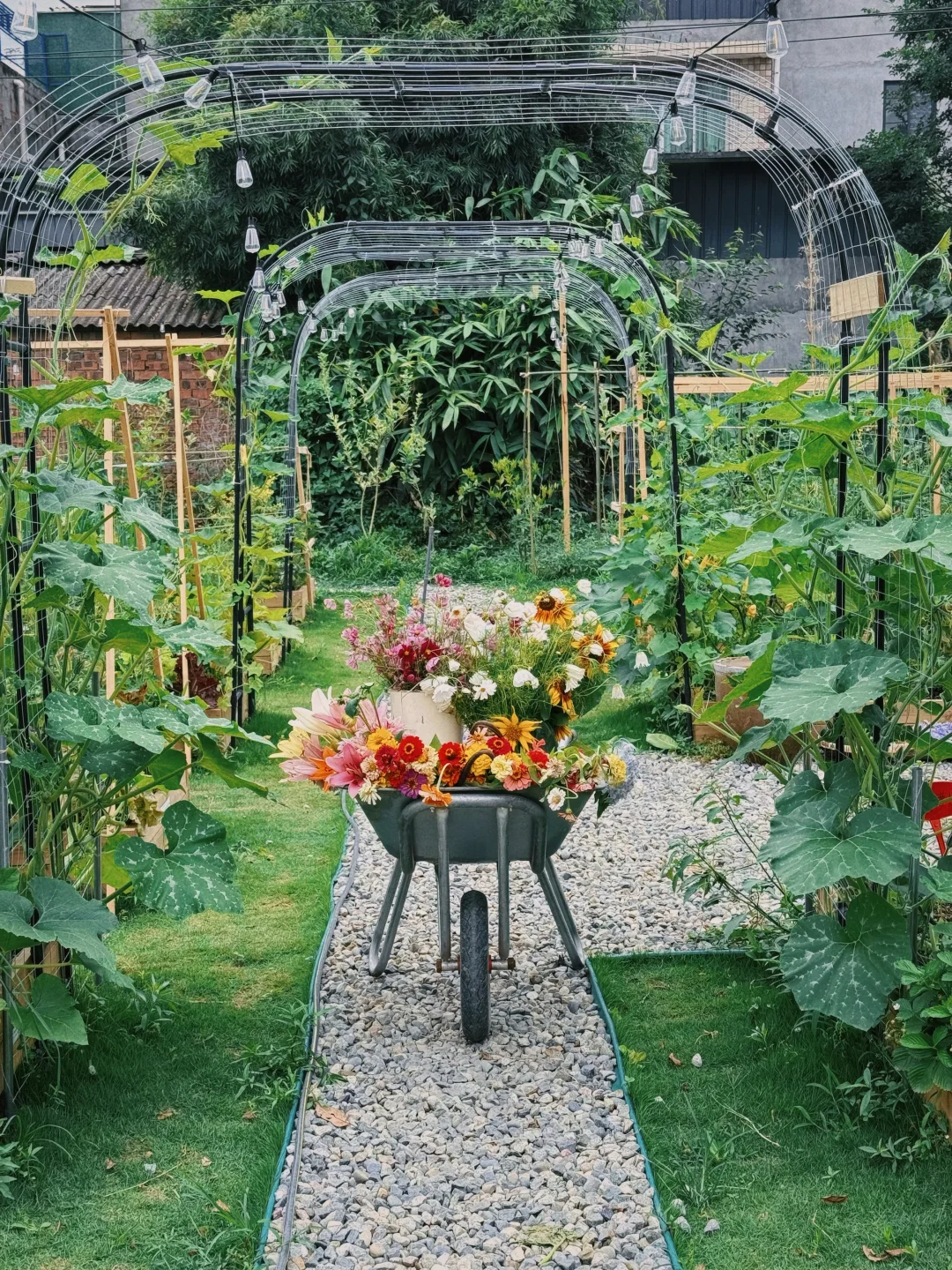 让瓜藤爬成拱门?实用又好看 省空间还遮阴