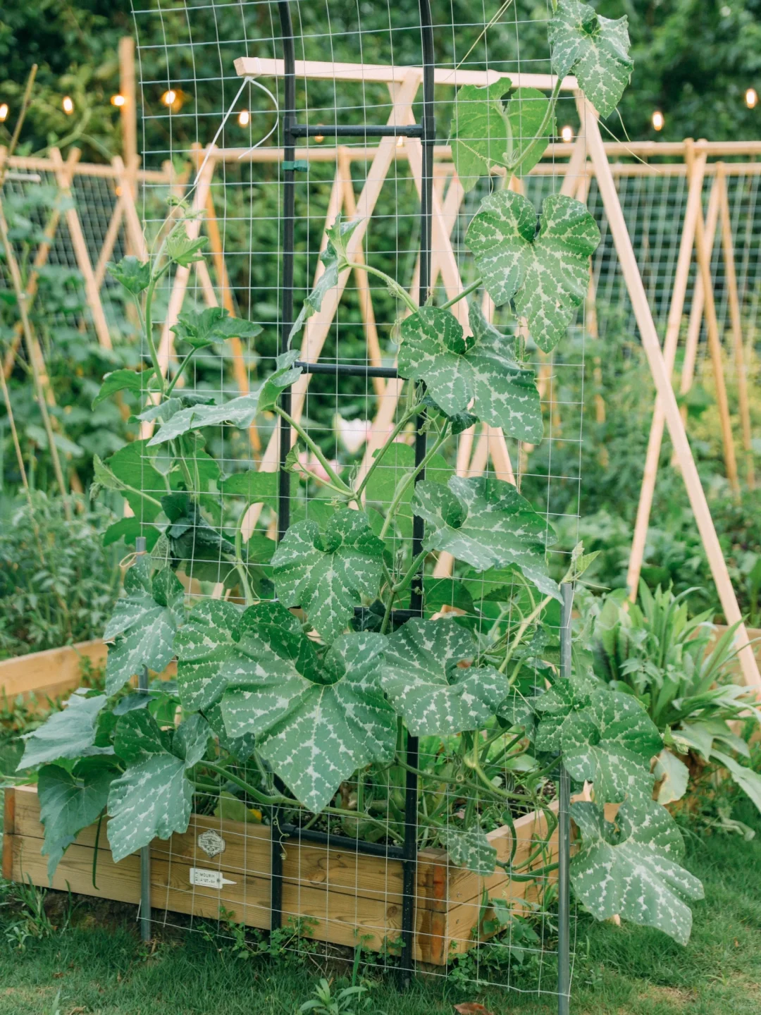 让瓜藤爬成拱门?实用又好看 省空间还遮阴