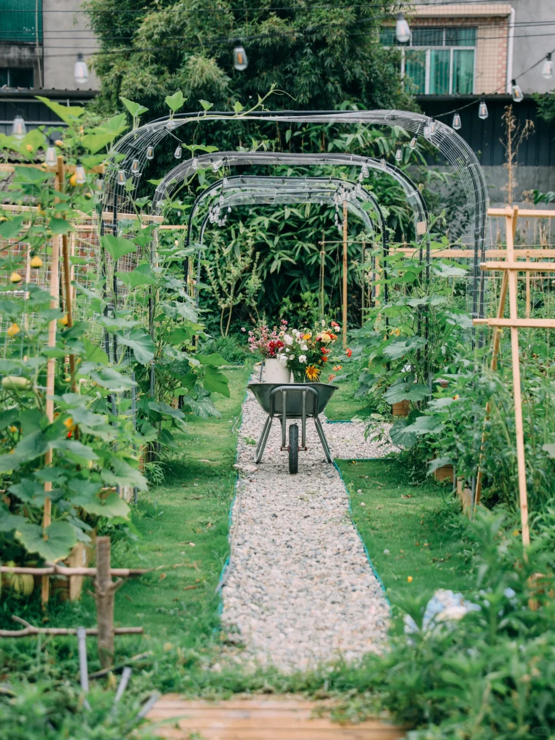 让瓜藤爬成拱门?实用又好看 省空间还遮阴