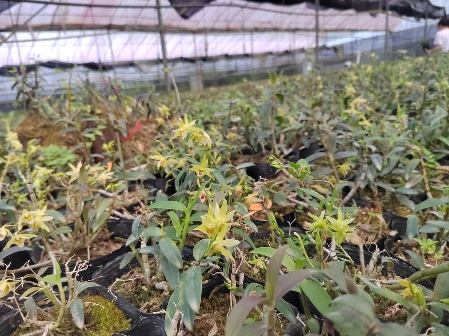 从基地到你家的滋补好货