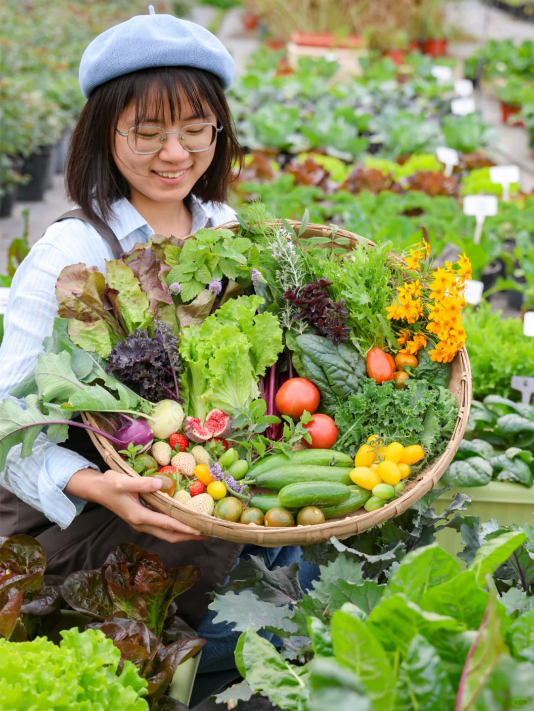 谁懂收菜的快乐啊？