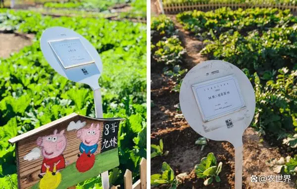 探索云认养智慧农场的奥秘
