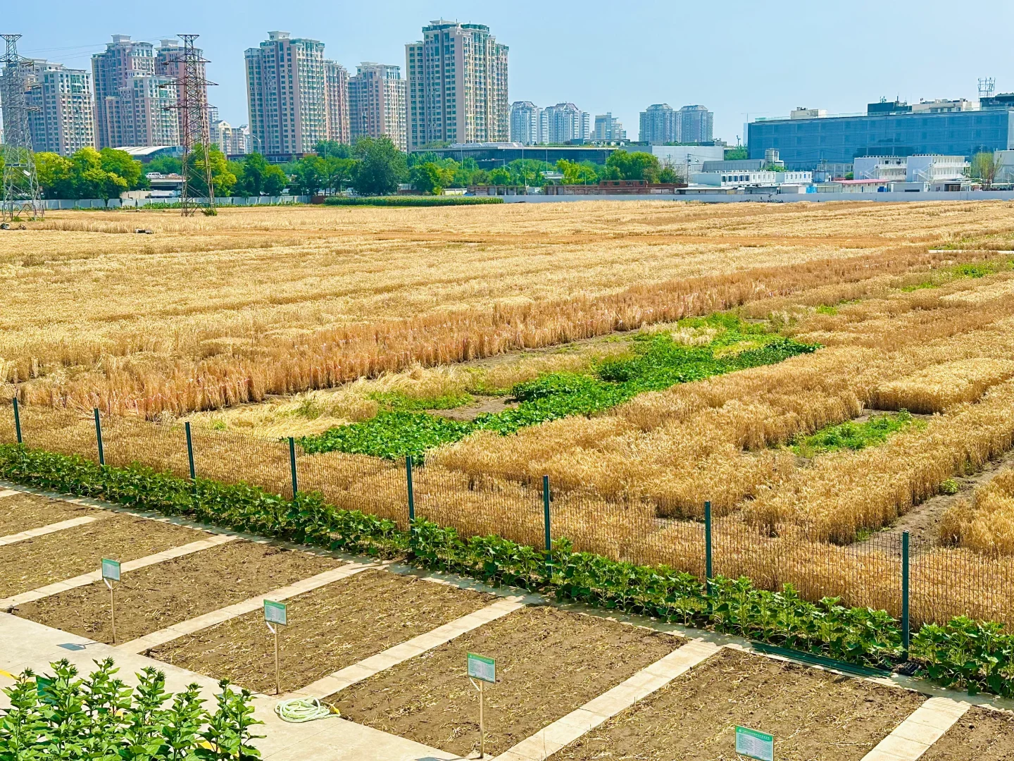猜猜我们农科院北京三环的地里都种点儿啥！