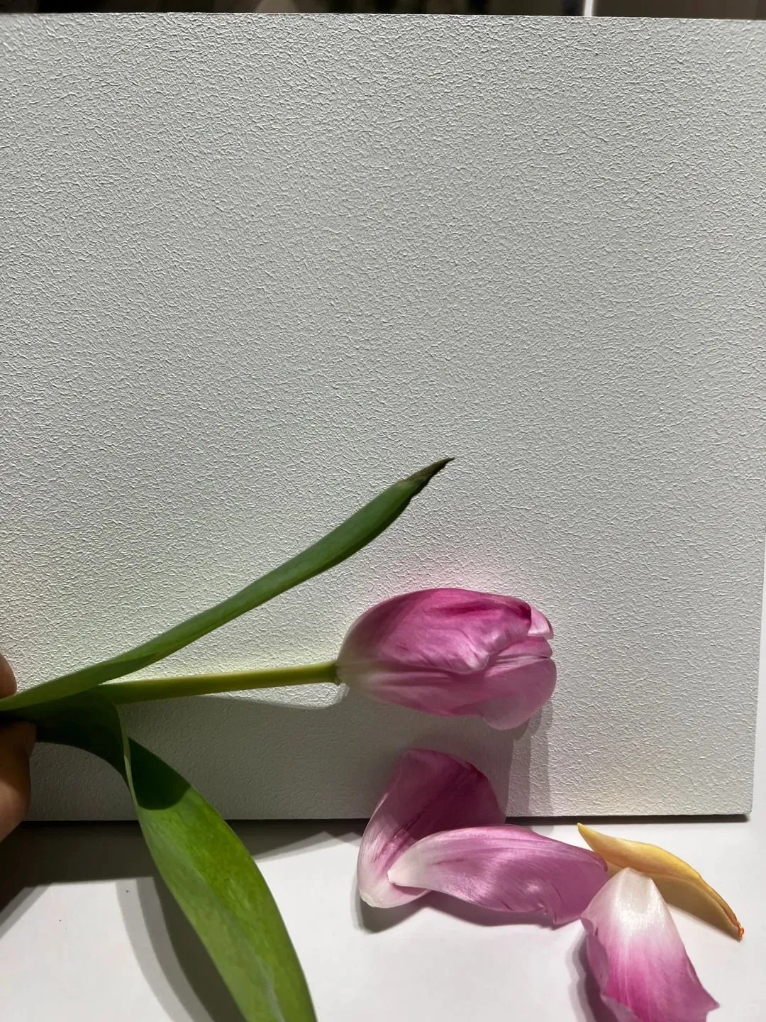 帝卡斯小羊皮：夏日家居的清凉质感之选