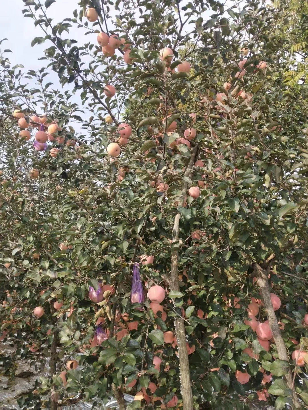 烟台！文化路农贸市场水果店