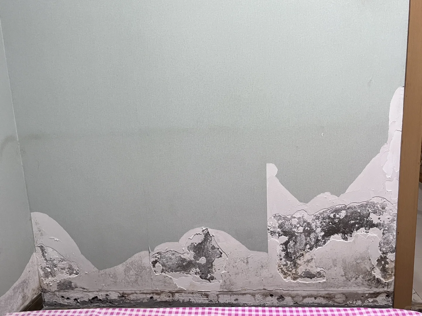 我的墙体霉菌救星！一战到底！