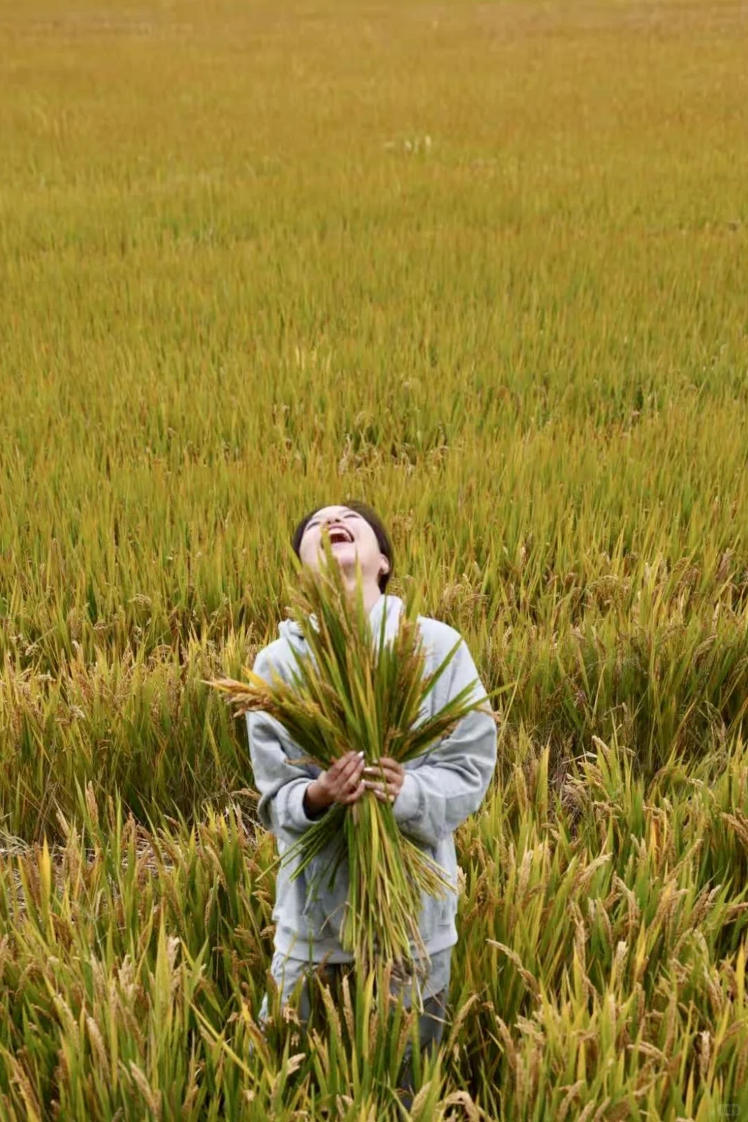 收稻子的日子到了...