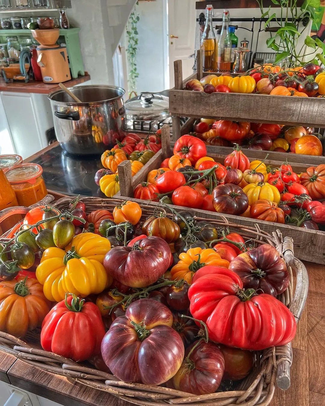 来自30多个国家300多种番茄回归了！！