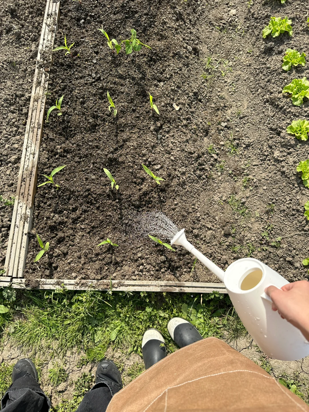 人生第一次种地！是“向往的田园生活了”