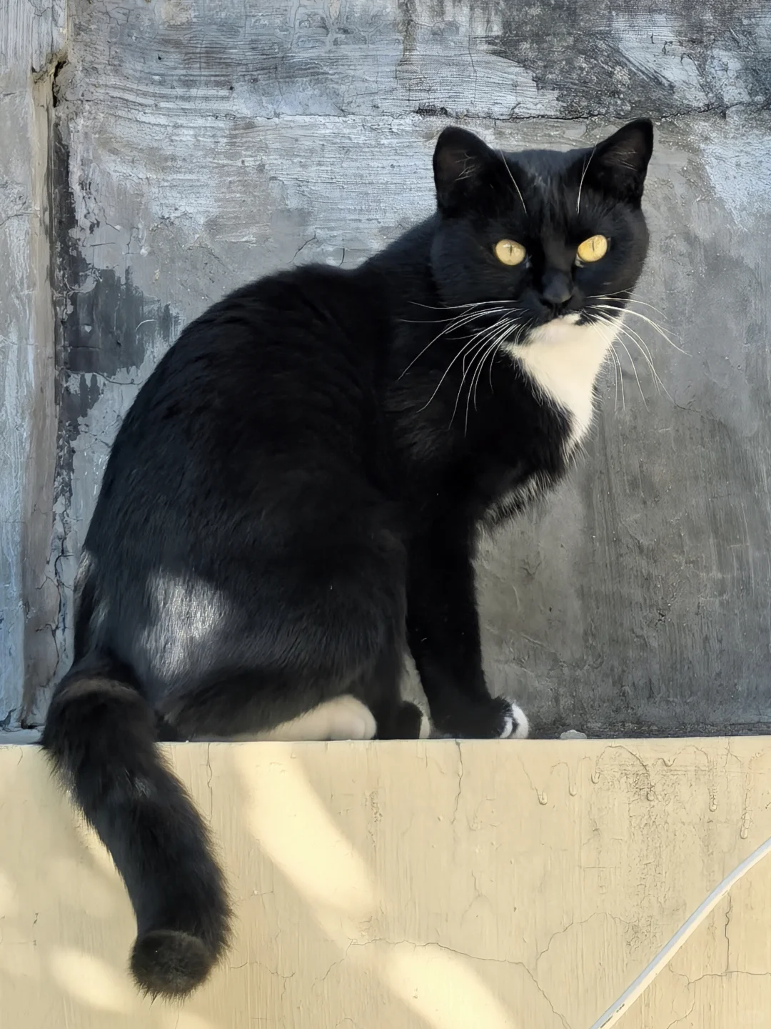 在青岛|当我用1250/月租到心仪的崂山小院