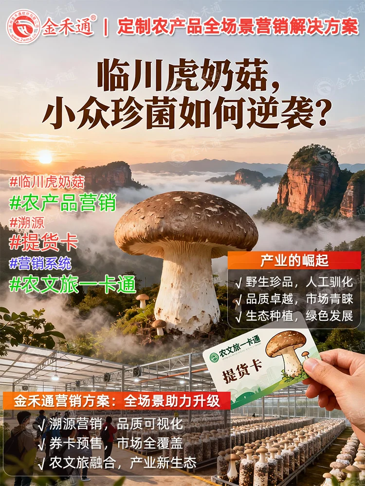 临川虎奶菇,小众珍菌如何逆袭?