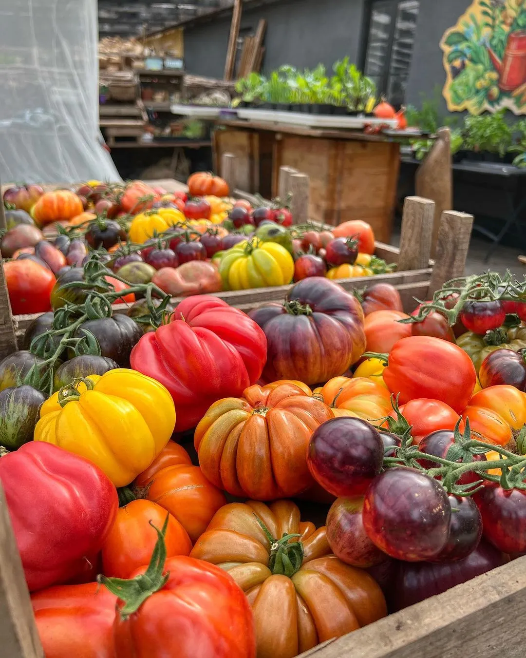 来自30多个国家300多种番茄回归了！！