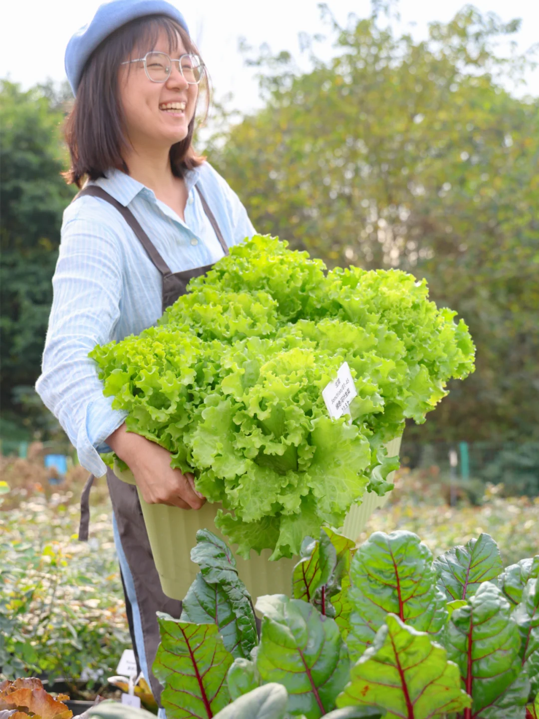 谁懂收菜的快乐啊？