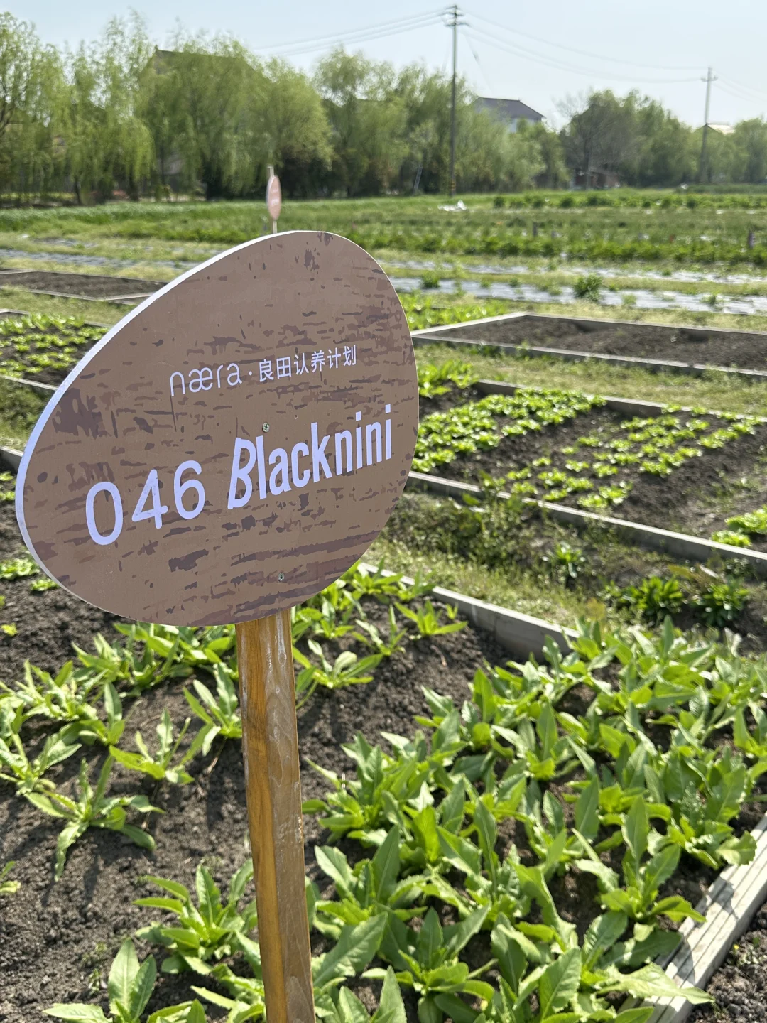 人生第一次种地！是“向往的田园生活了”