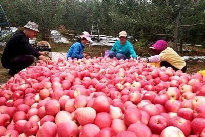 ?大学生助农｜燕山苹果，咬一口燕赵风情，助
