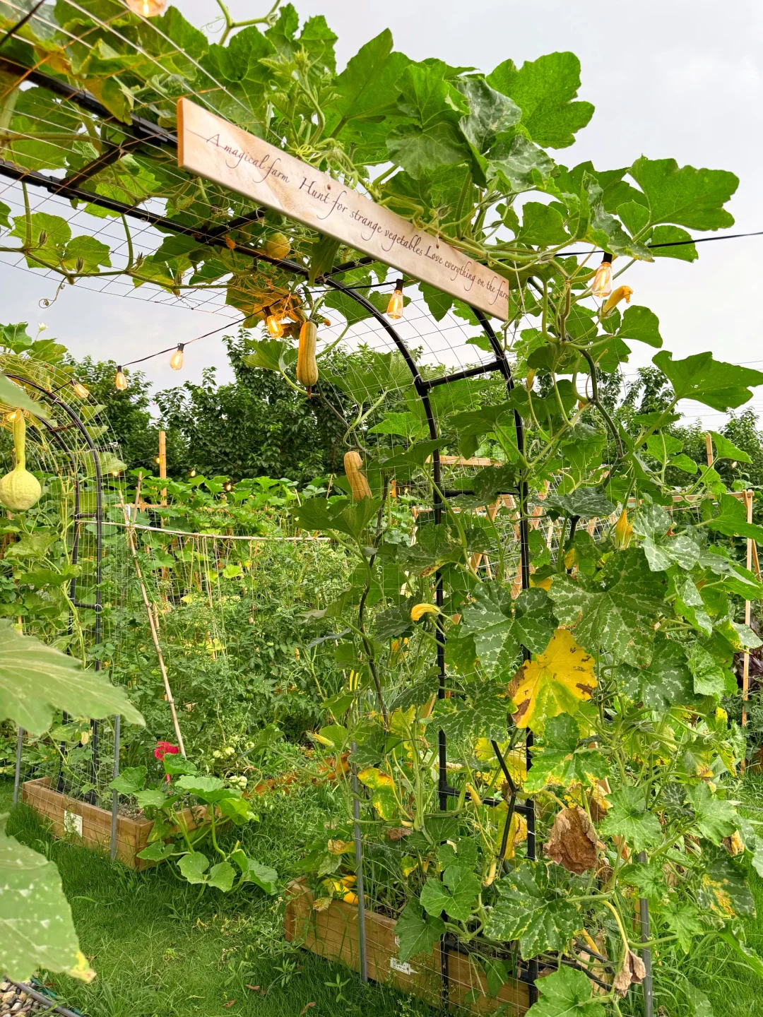 让瓜藤爬成拱门?实用又好看 省空间还遮阴