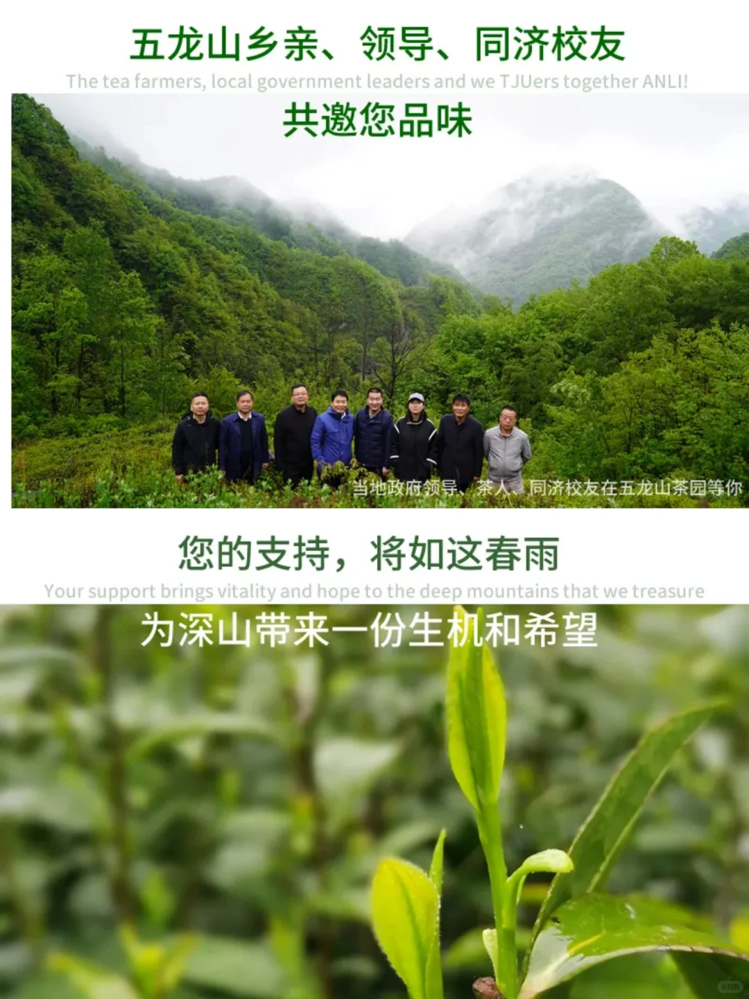茶叶助农｜一份来自秦岭深处的?礼物