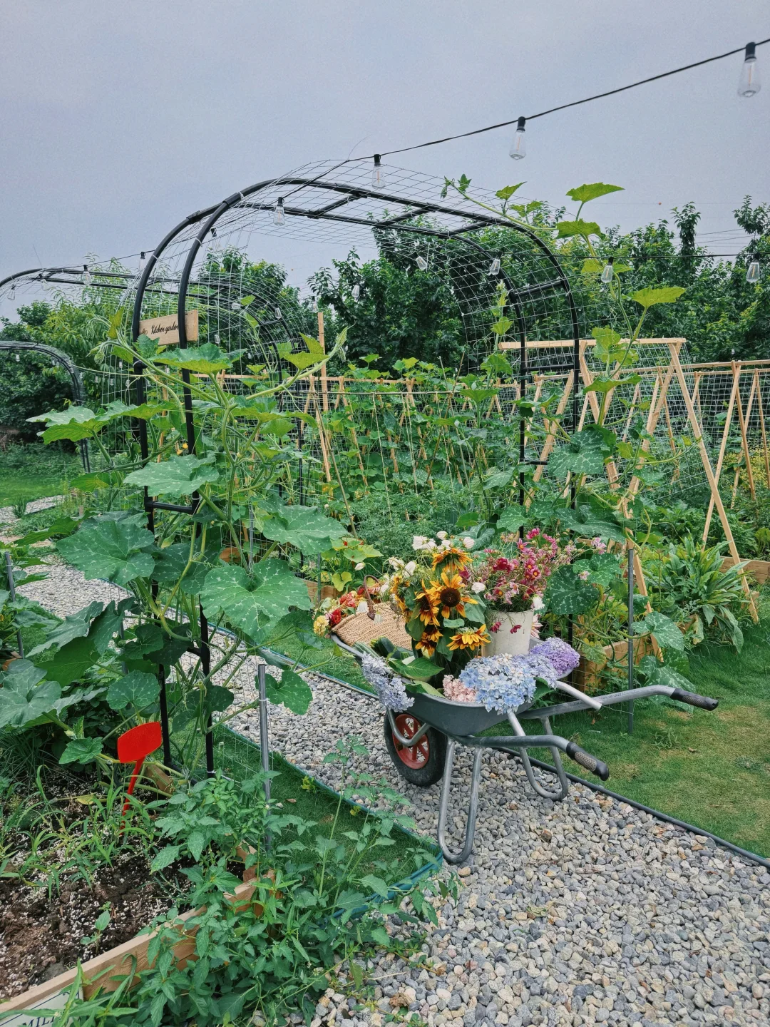 让瓜藤爬成拱门?实用又好看 省空间还遮阴