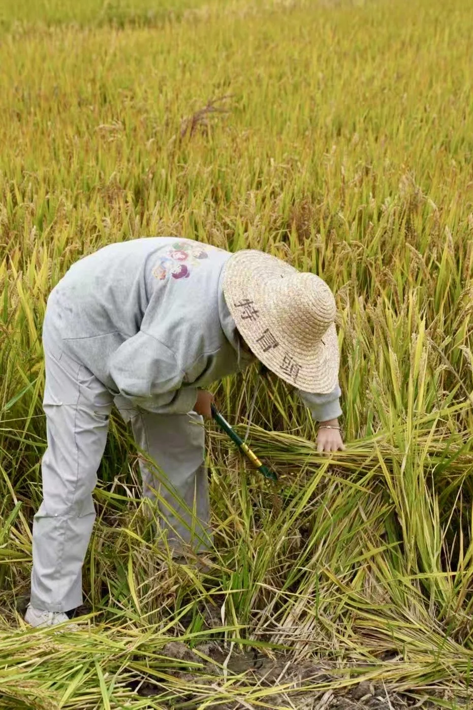 收稻子的日子到了...