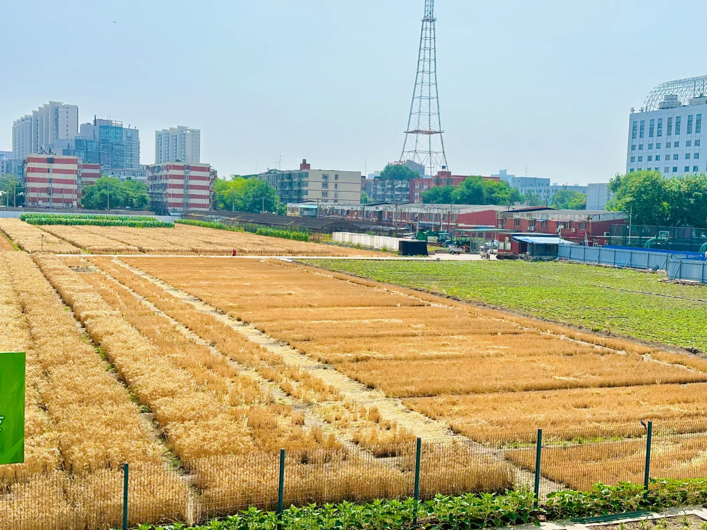 猜猜我们农科院北京三环的地里都种点儿啥！