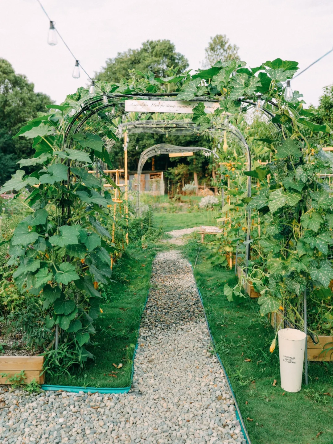 让瓜藤爬成拱门?实用又好看 省空间还遮阴