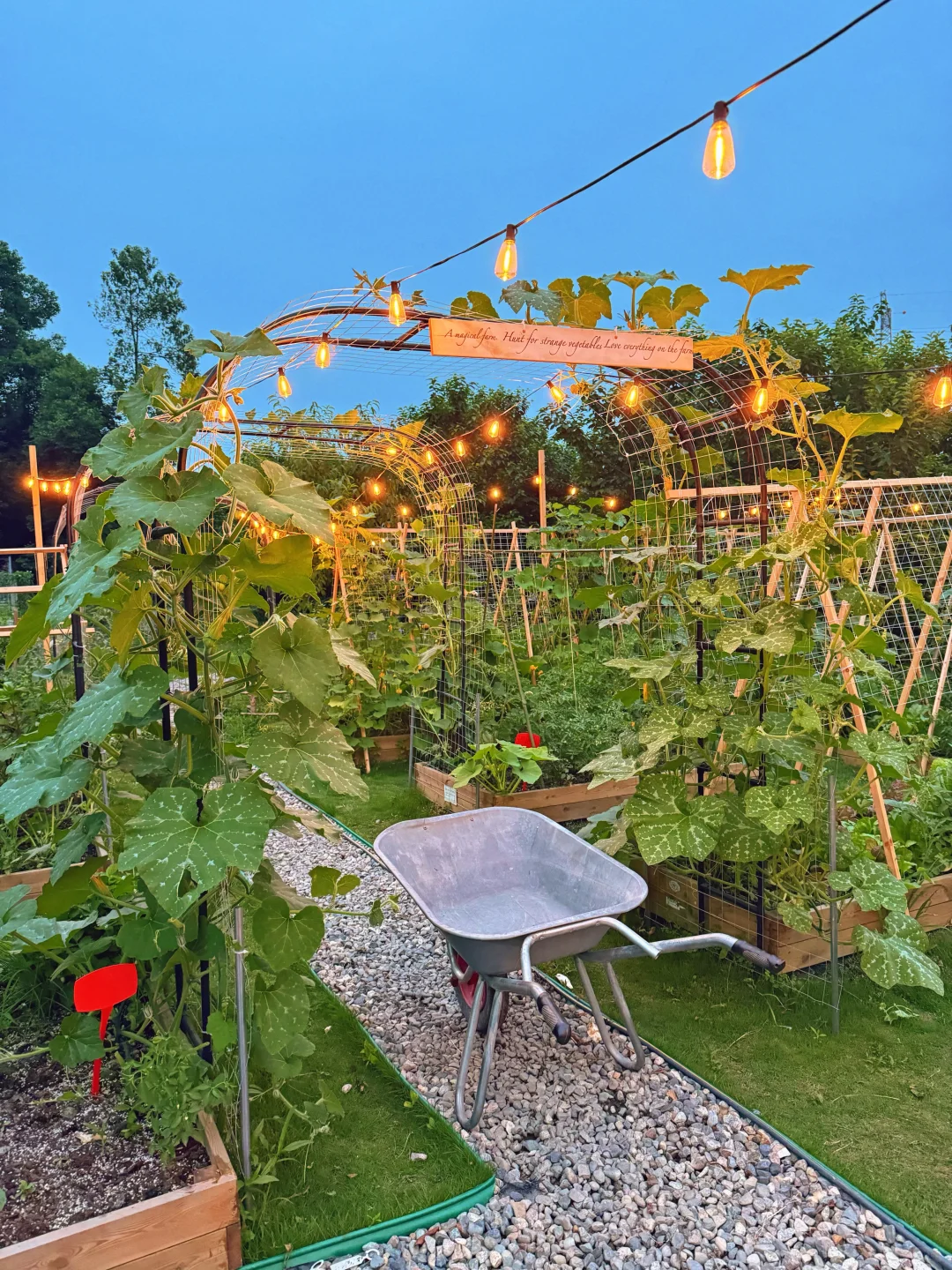 让瓜藤爬成拱门?实用又好看 省空间还遮阴