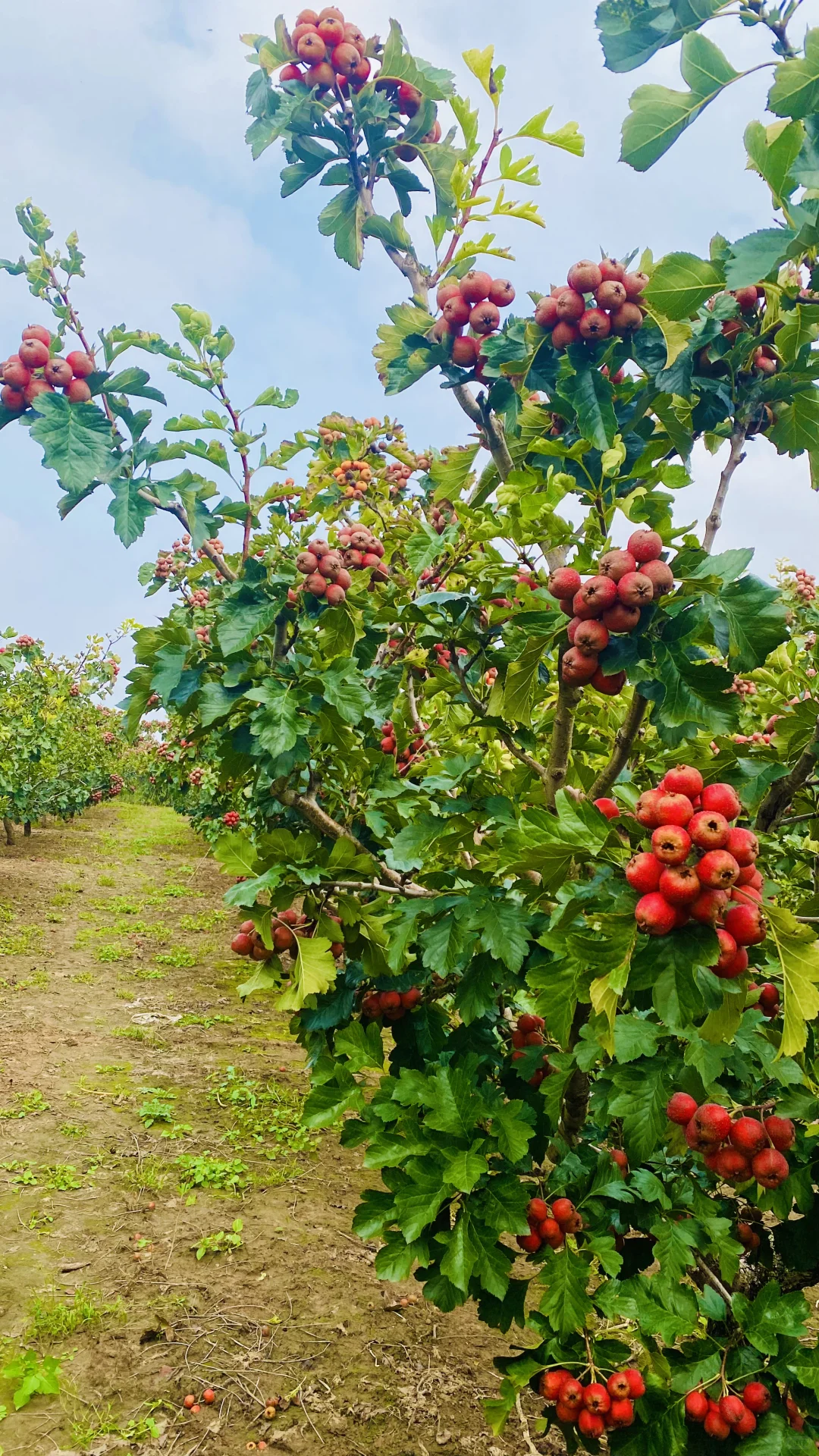 溯源：标签猫山楂园 神奇的山楂