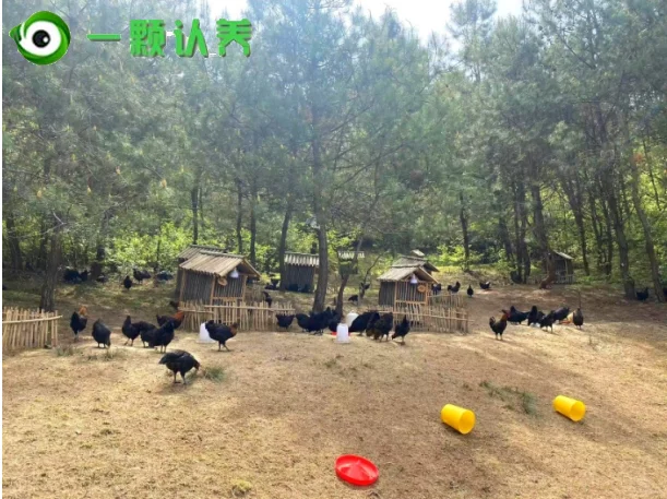 数字赋能：可视化认养农业新图景