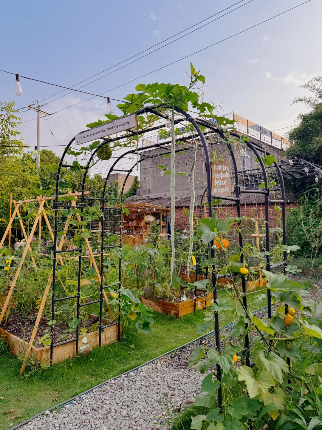 让瓜藤爬成拱门?实用又好看 省空间还遮阴