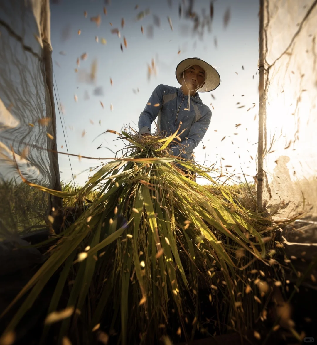 ?地球的“碳水浪漫”｜国际粮食日