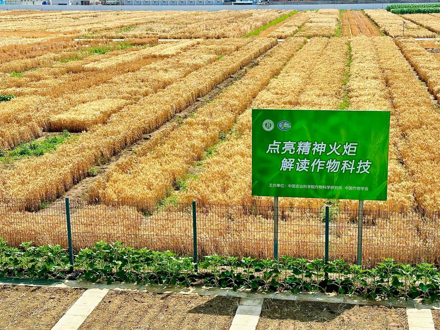 猜猜我们农科院北京三环的地里都种点儿啥！