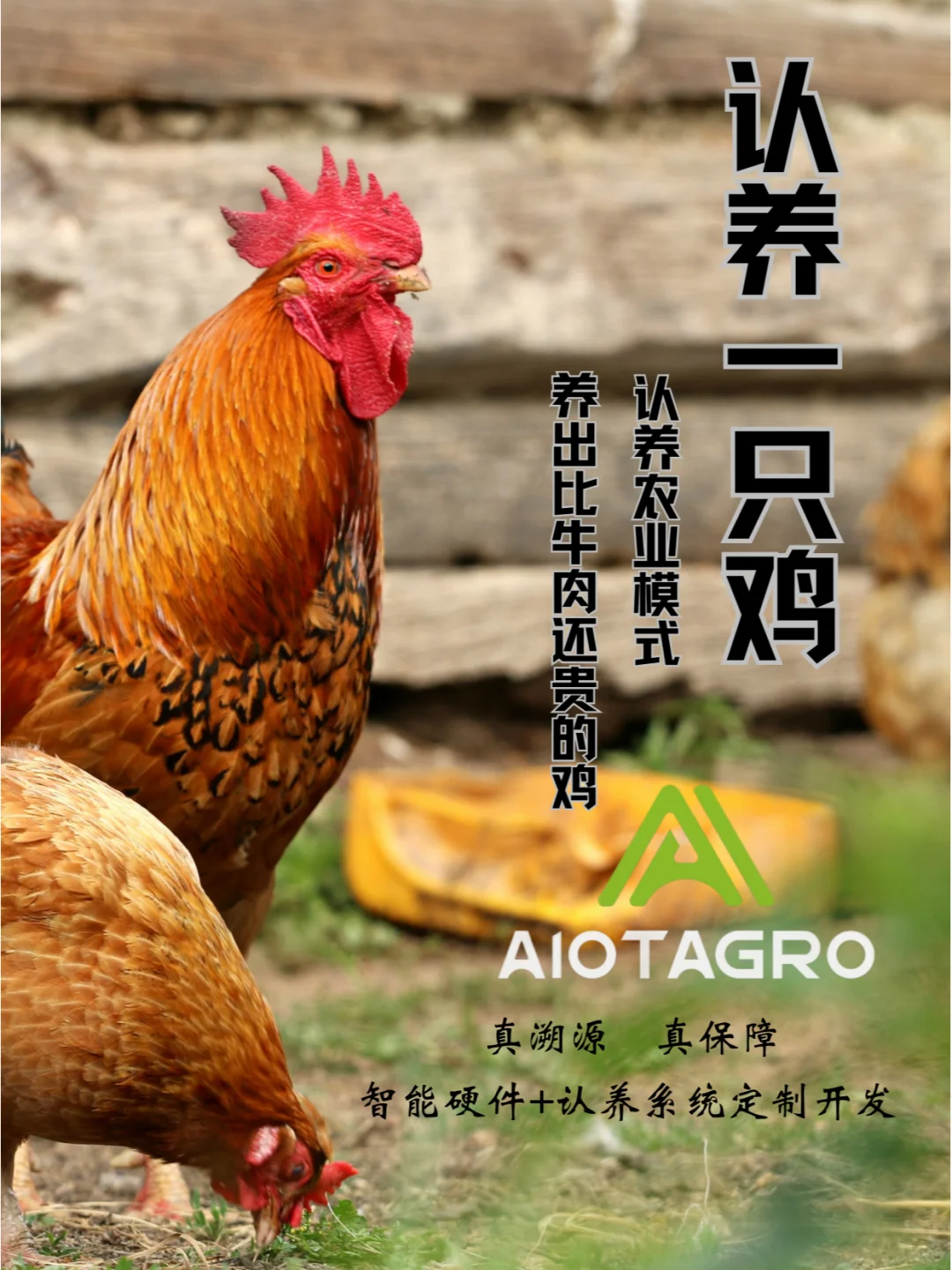 认养一只鸡商业模式|智慧农业发展路径