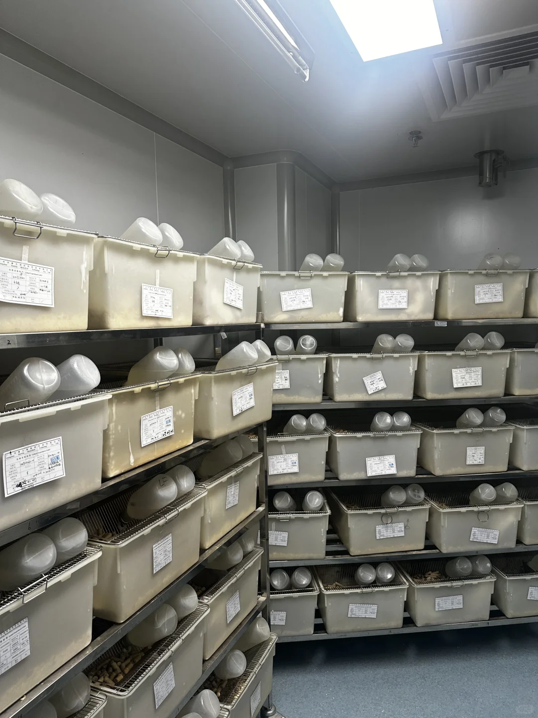 实验动物代养 | 科研路上的贴心小助手✨