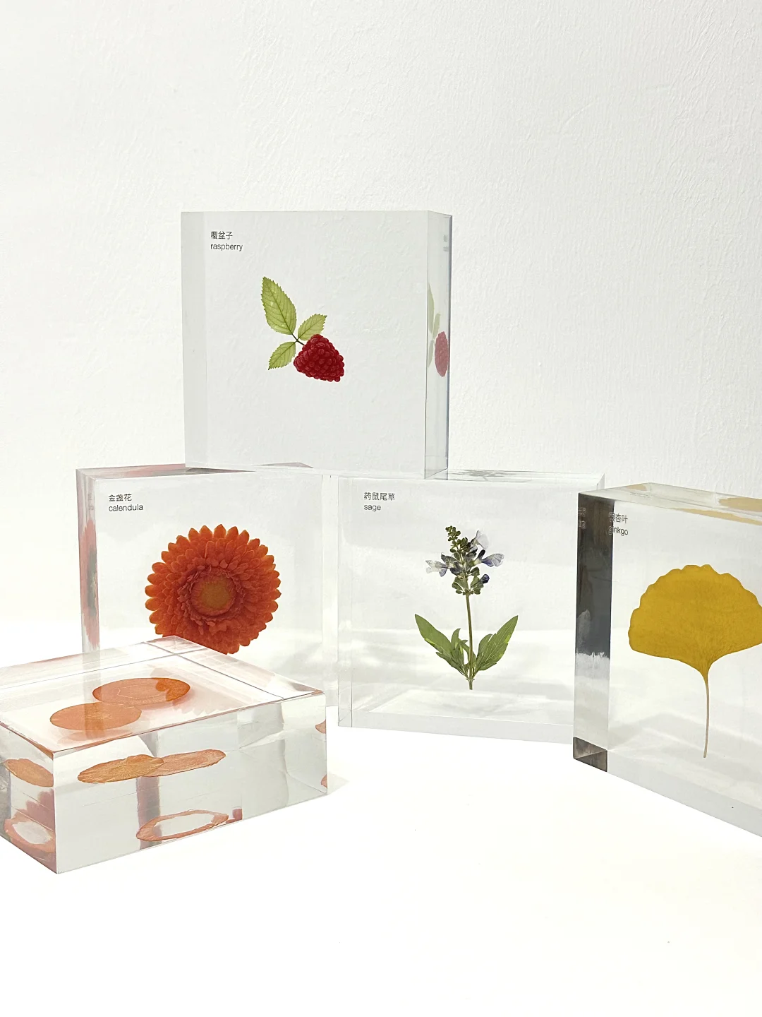 客订分享 植物标本文化墙