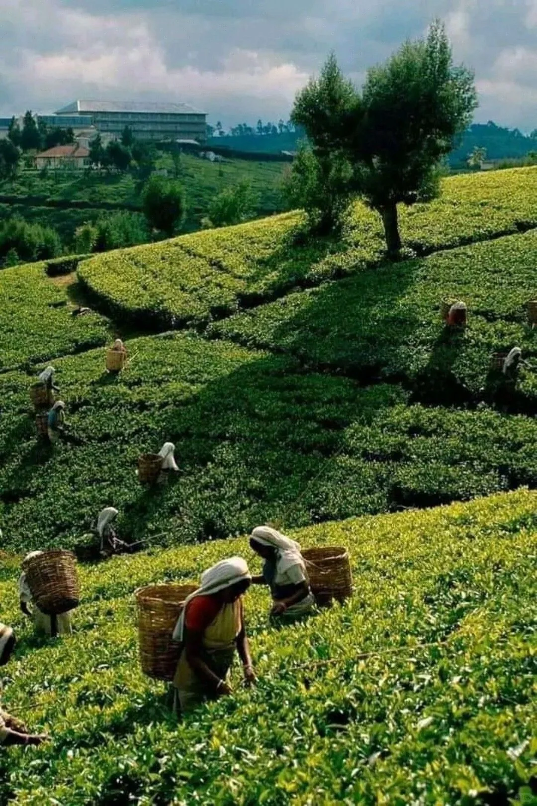 非遗“中国茶”