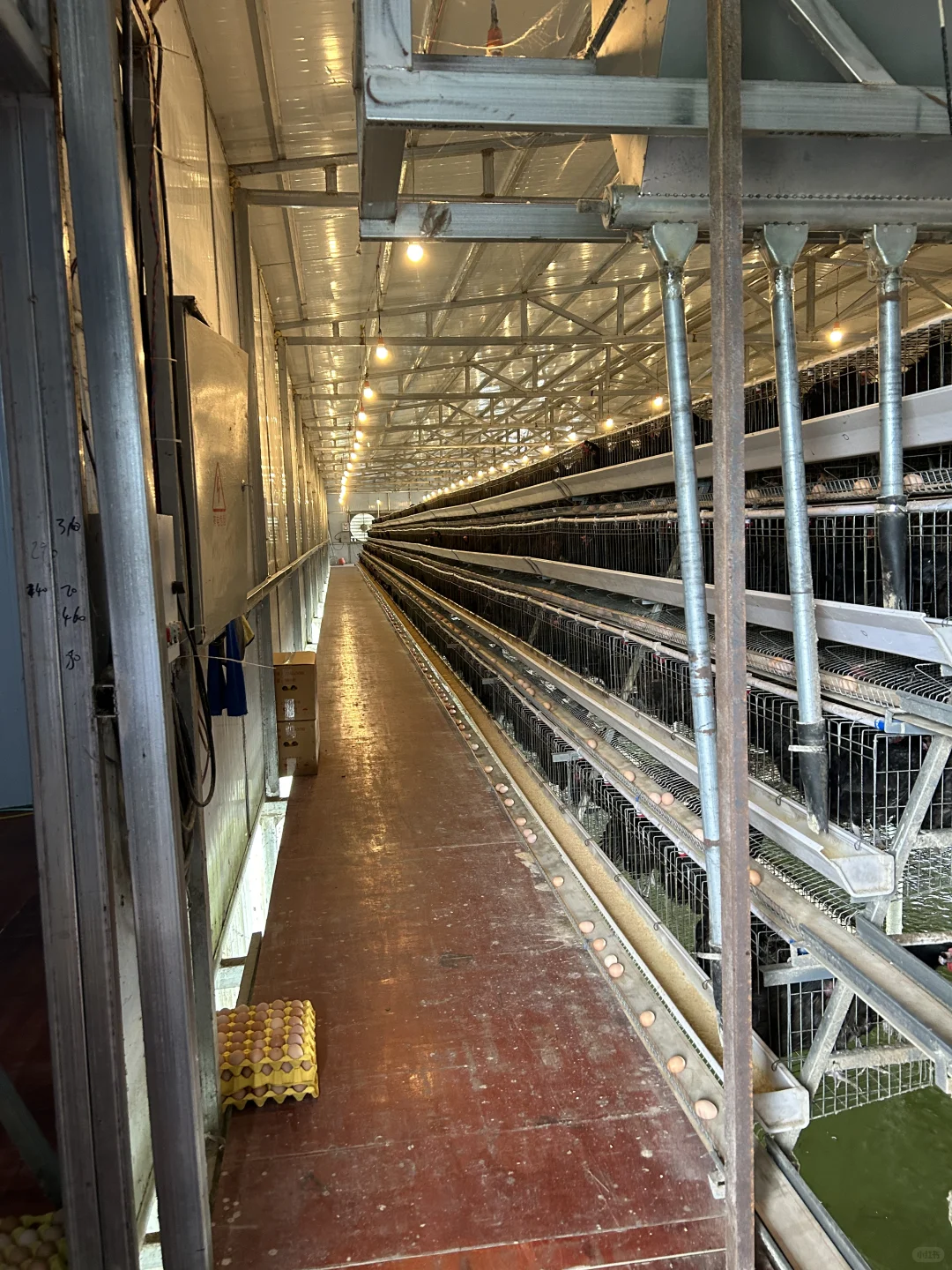 全自动化循环养鸡?,新型副业?