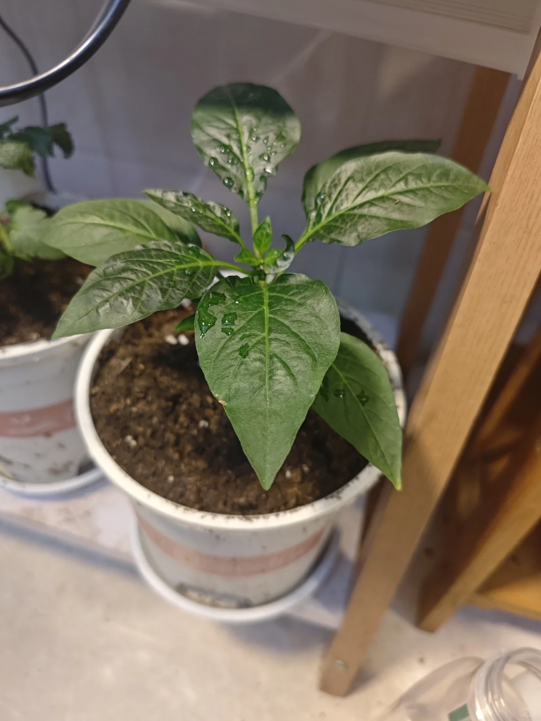 适合新手懒人种植的蔬菜清单