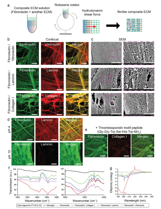 纤维基质调节组织特异性细胞反应