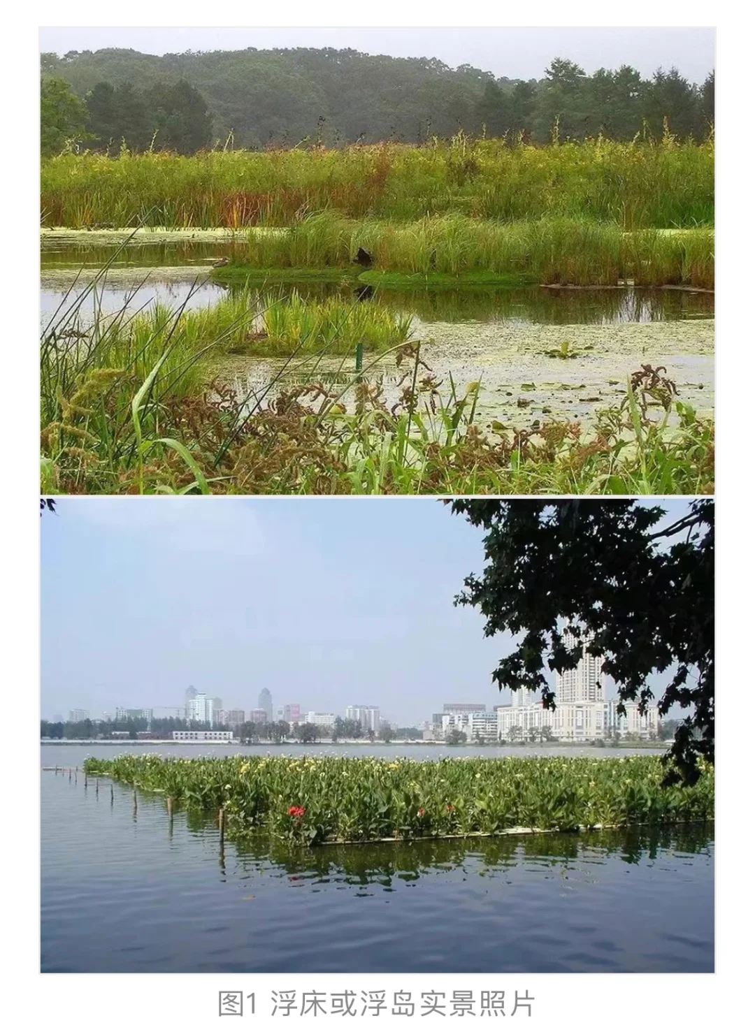 城市河湖治理中生态修复有哪些技术？