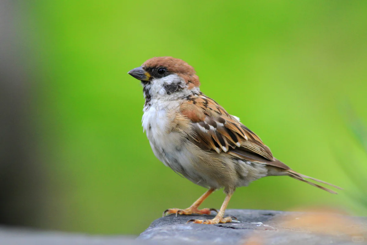 一组关于动物的教具素材