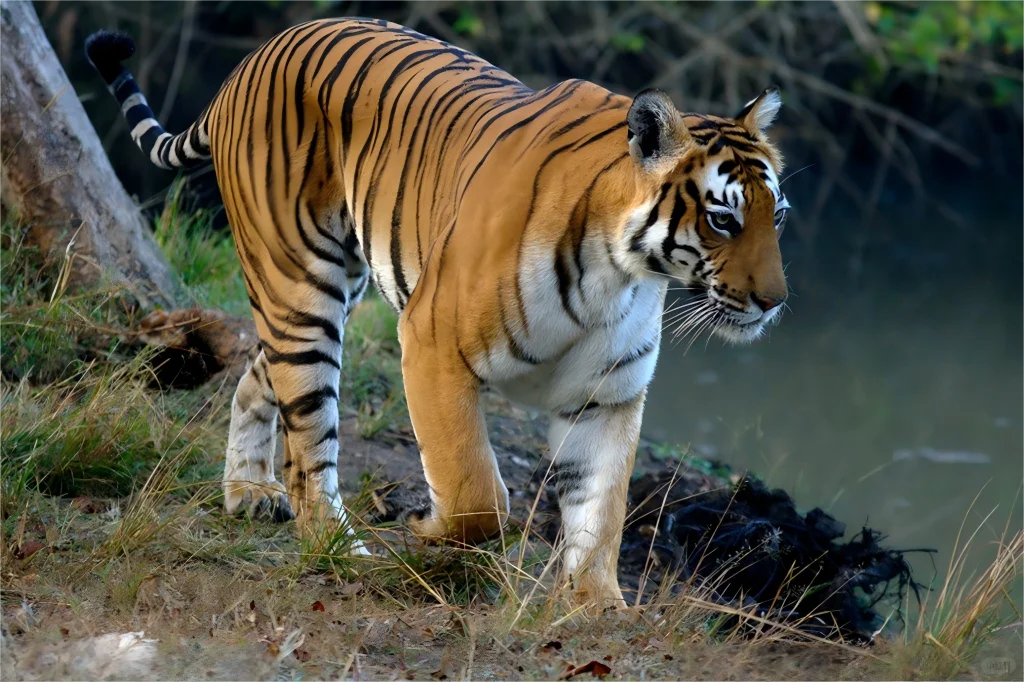 一组关于动物的教具素材