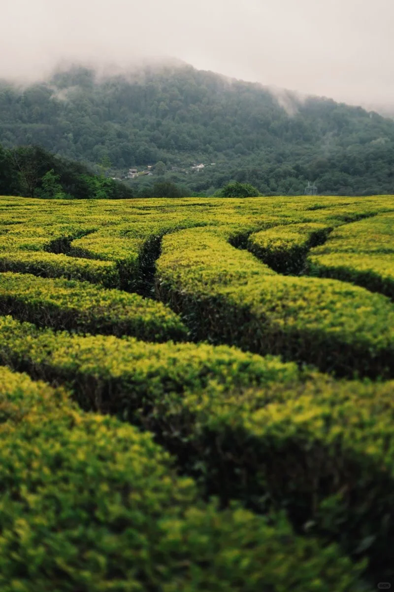 非遗“中国茶”