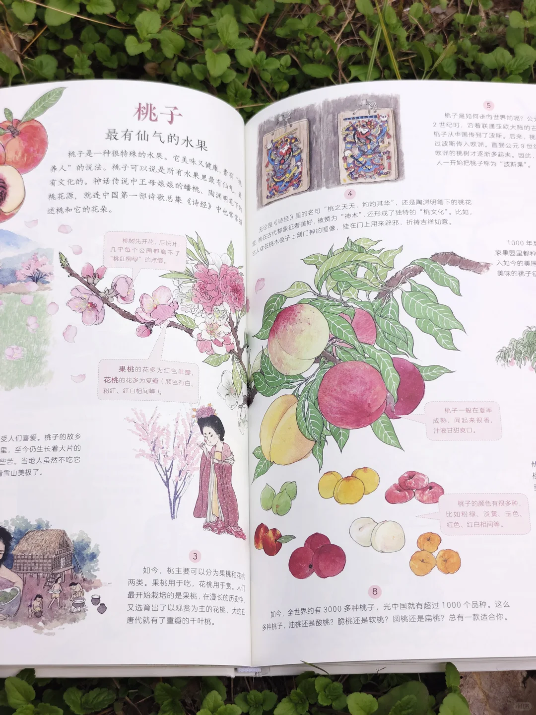 儿童农业科普绘本|纯手绘农作物科普