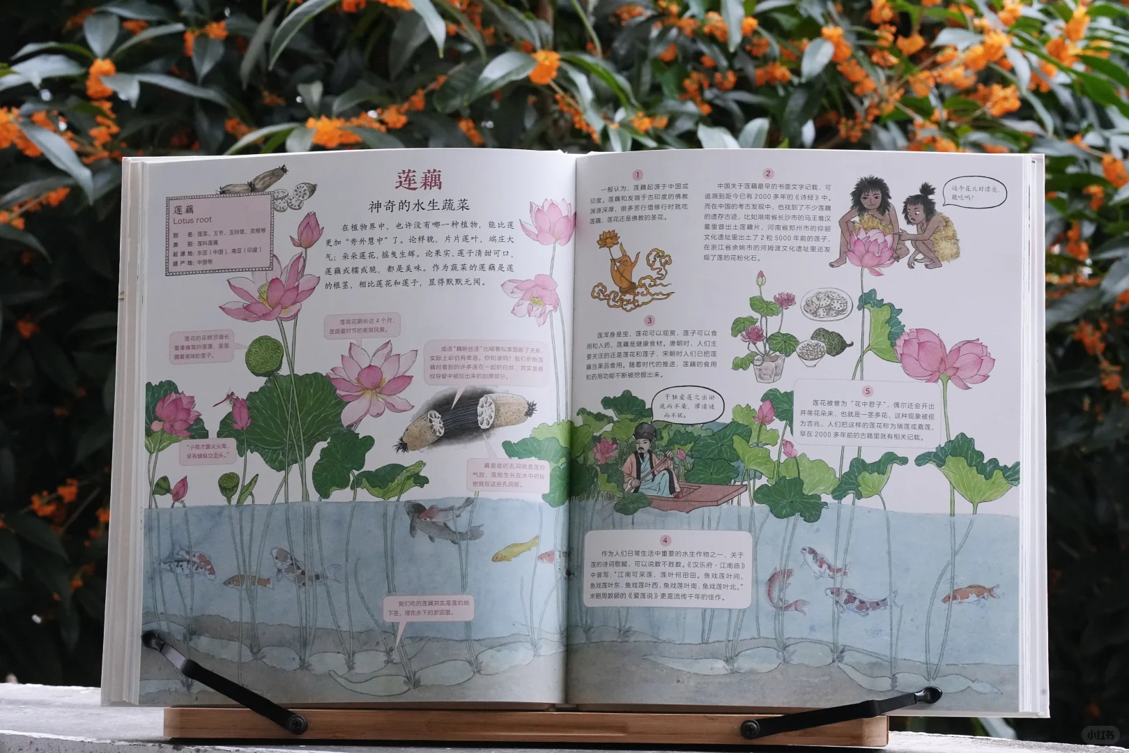 一起踏上作物之旅｜一本科普绘本