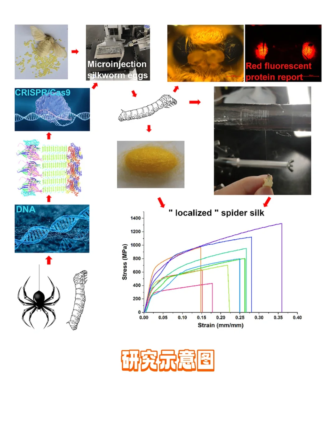 基因编辑：蚕能纺出蛛丝，超越防弹纤维