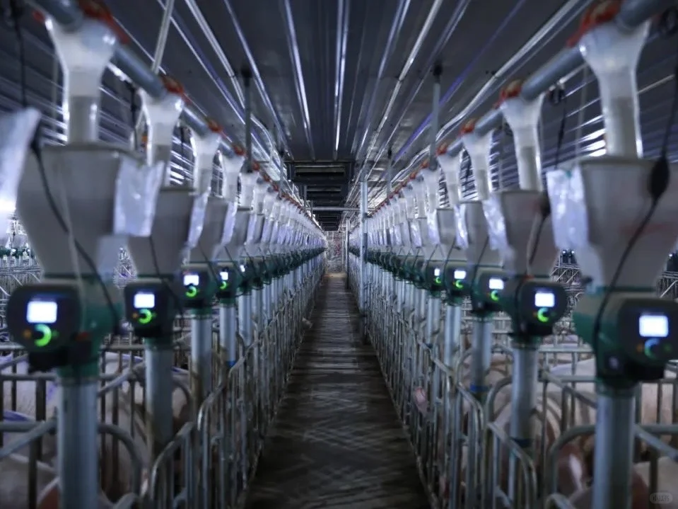 在朋友猪场打工一天，我被黑科技整不会了……