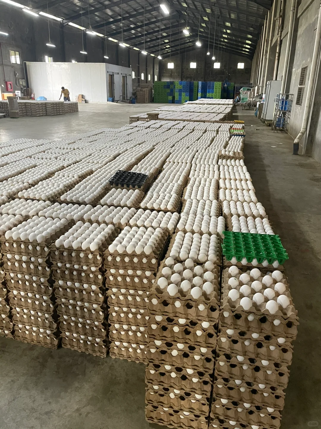 第一次去养鸡场参观