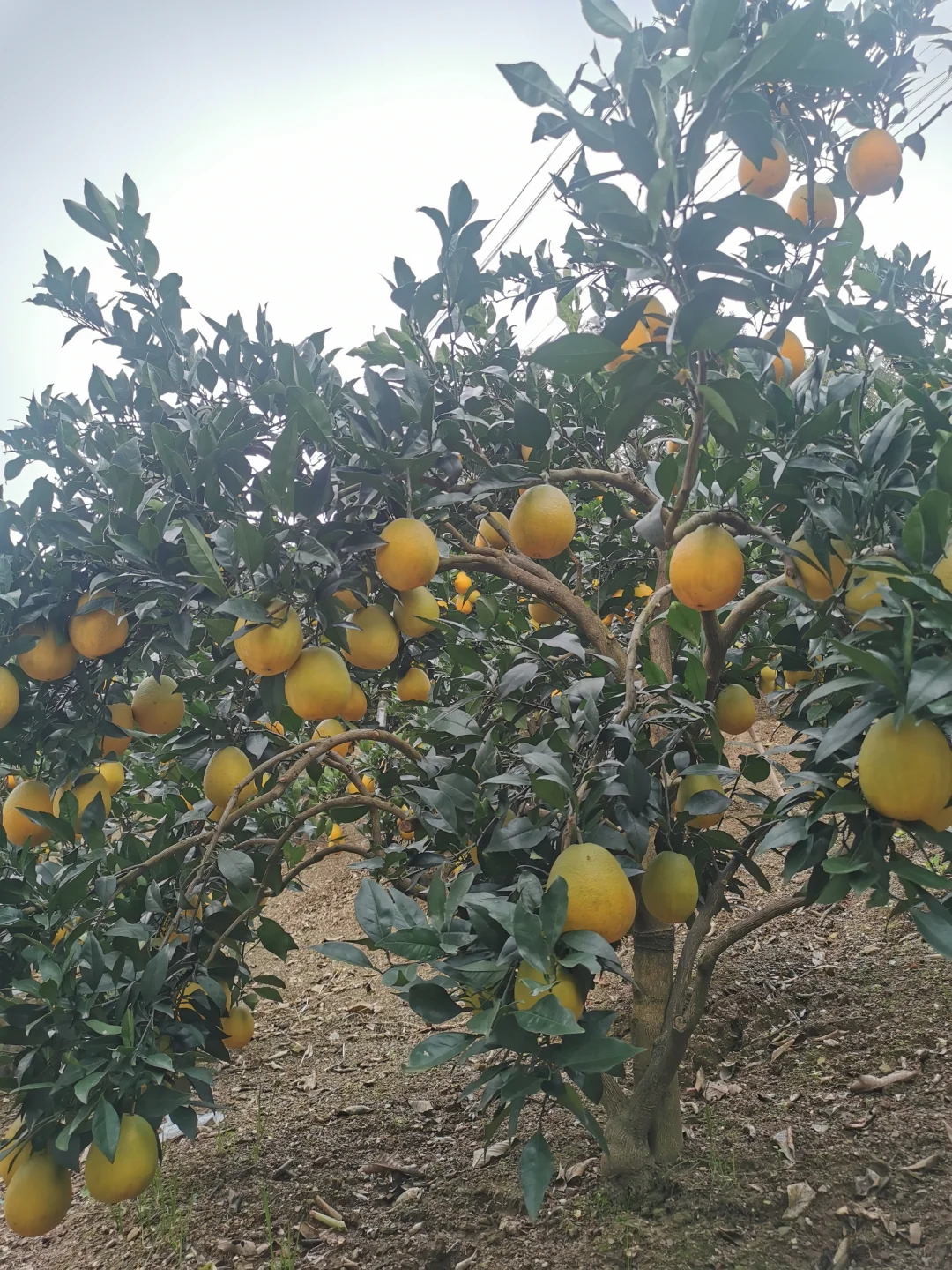 三峡逆行公共交通+小红船实录秭归巴东