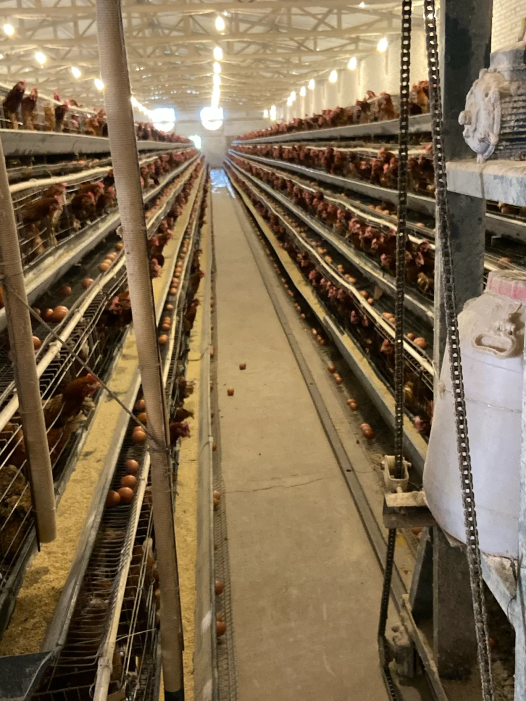 各种鸡笼 配件 全自动化养殖设备