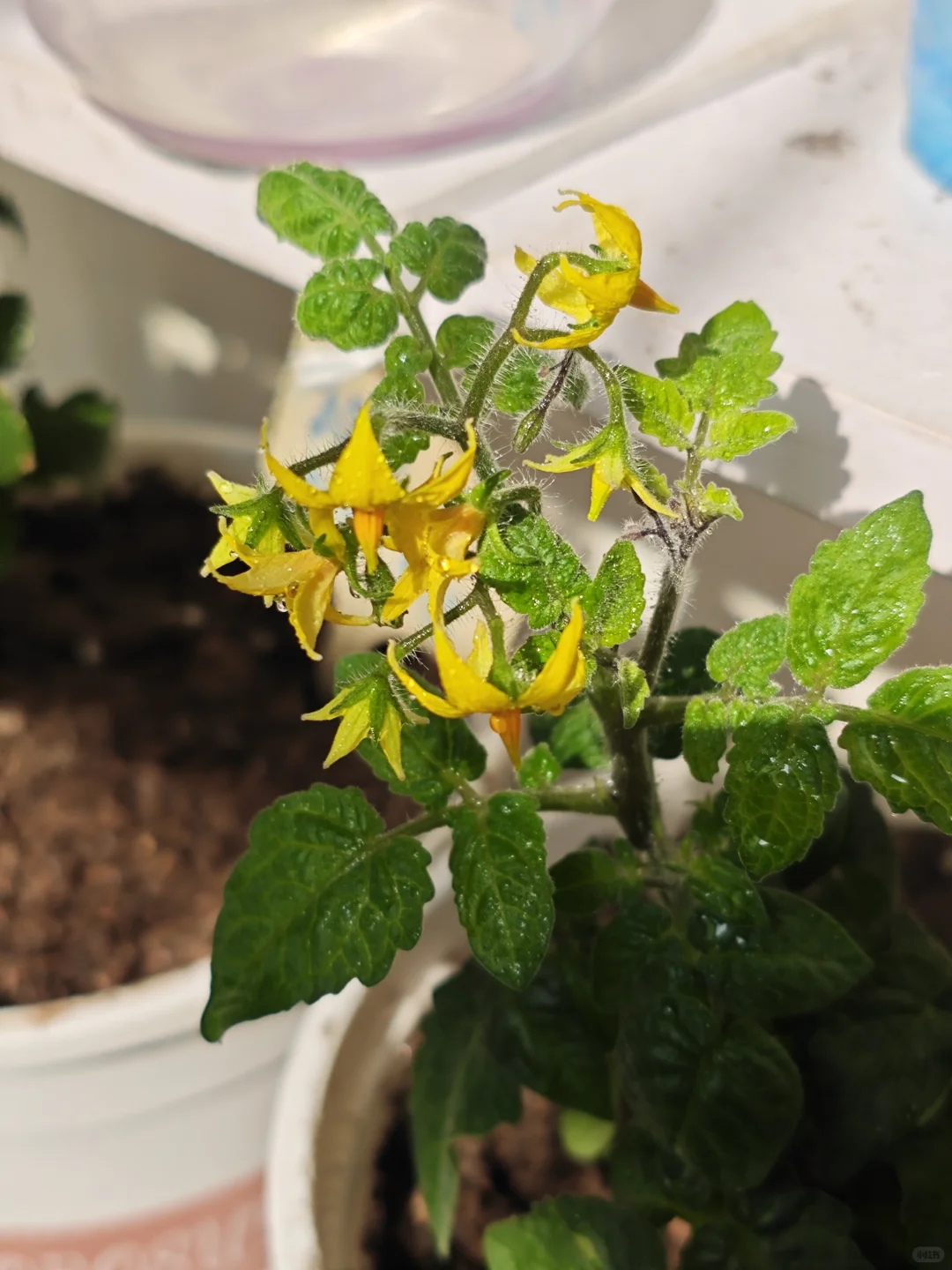 适合新手懒人种植的蔬菜清单